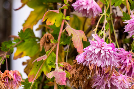 Pink and white Dahlia with yellow centerの写真素材