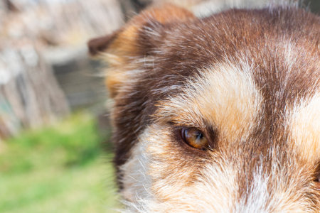 Ginger hasky dog in outdoor