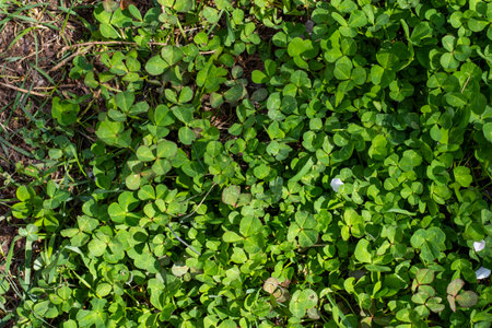 Clover grass in the garden