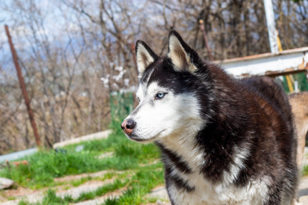 husky dog photos during walking