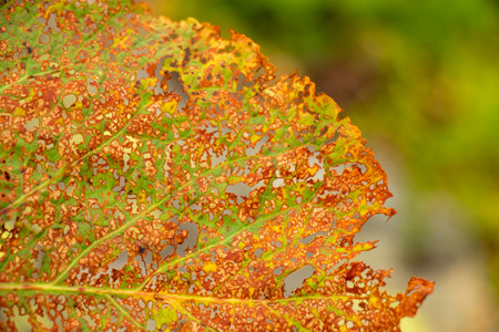 Leaf, Fall, Vine leaves image.