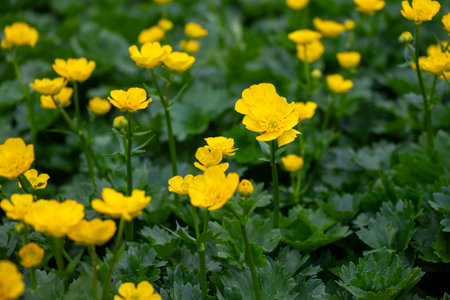 Ranunculus repens, yellow flowers in field