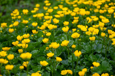 Ranunculus repens, yellow flowers in field
