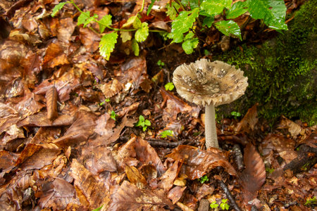 Amanita submembranacea, mushroom and fungus in forestの写真素材