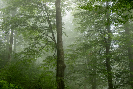 twilight and fog in forestの写真素材