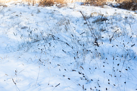 winter snow, plants and sunの写真素材