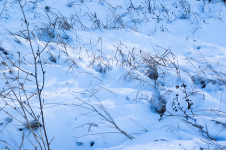 winter snow, plants and sunの写真素材