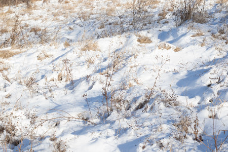 winter snow, plants and sunの写真素材