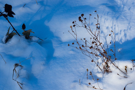 winter snow, plants and sunの写真素材