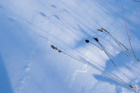 winter snow, plants and sunの写真素材