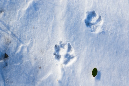 dog footprint on snow, white snowの写真素材