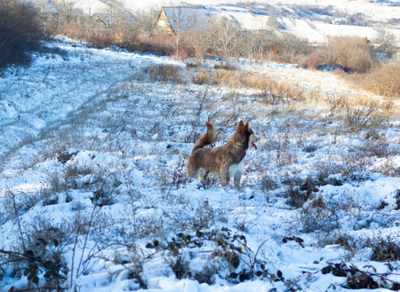 photo of dog in snowの写真素材