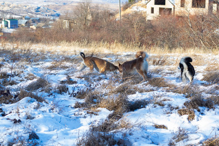 photo of dogs in snowの写真素材