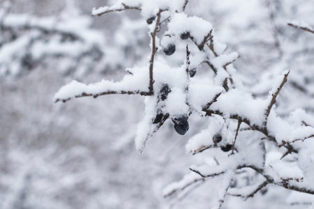 White snow in yard, winter photoの写真素材