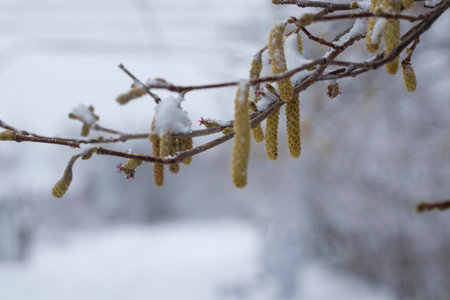 White snow in yard, winter photoの写真素材