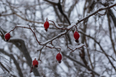White snow in yard, winter photoの写真素材