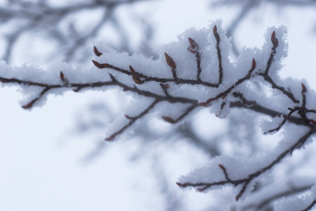White snow, winter photoの写真素材