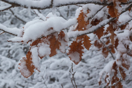 White snow in yard, winter photoの写真素材