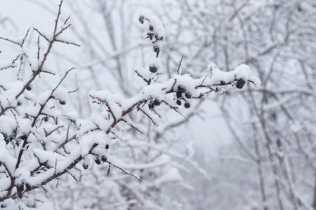 White snow in yard, winter photoの写真素材