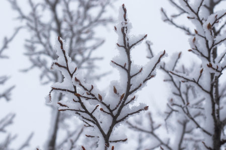 White snow in yard, winter photoの写真素材