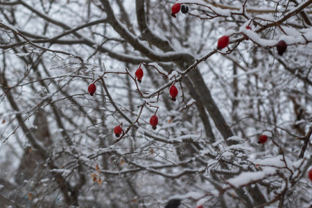White snow in yard, winter photoの写真素材
