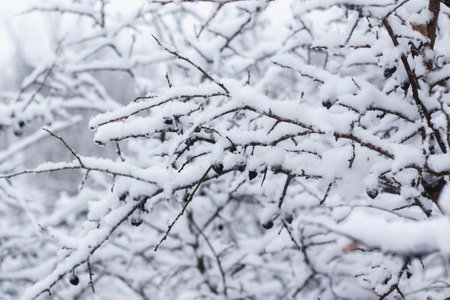 White snow in yard, winter photoの写真素材