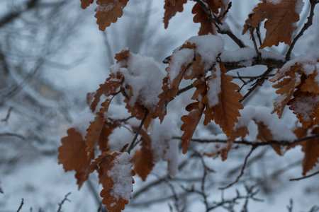 White snow in yard, winter photoの写真素材