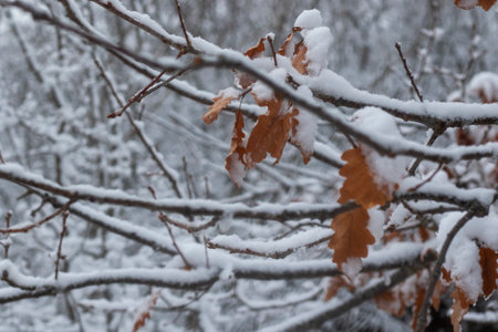 White snow in yard, winter photoの写真素材