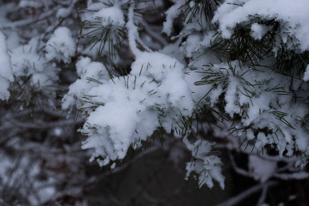 White snow in yard, winter photoの写真素材