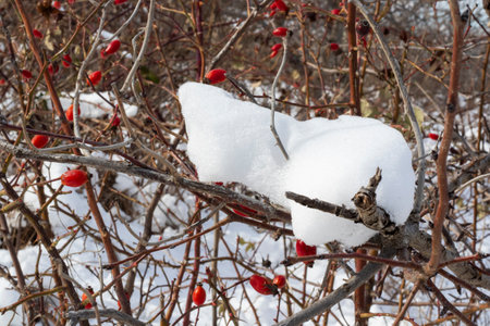 white snow and plantsの写真素材