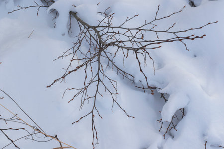 white snow and plantsの写真素材