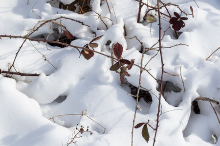 snowの写真素材