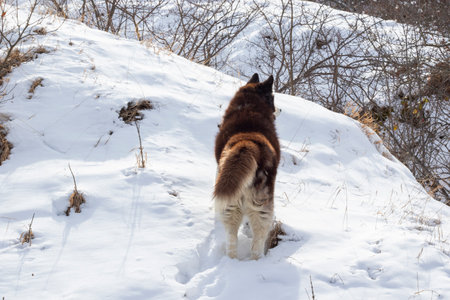 dog in the snowの写真素材