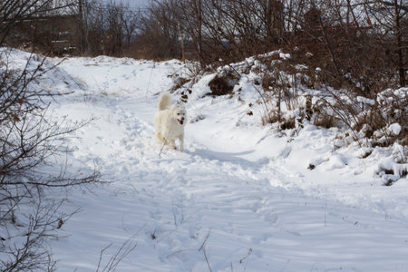 dog in the snowの写真素材