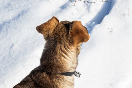 dog in the snowの写真素材