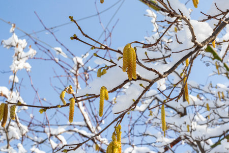 snow in the yard, winterの写真素材