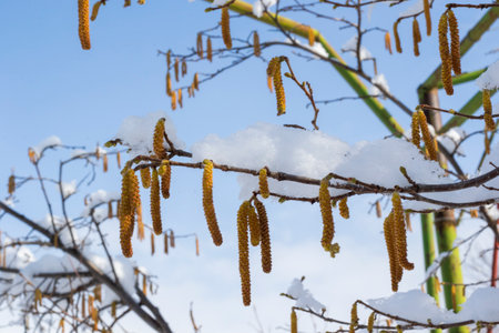 snow in the yard, winterの写真素材