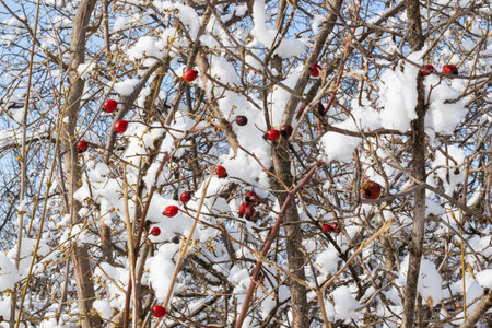 snow in the yard, winterの写真素材