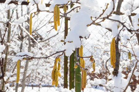 snow in the yard, winterの写真素材