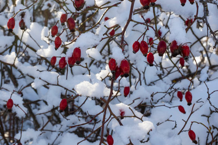 snow in the yard, winterの写真素材