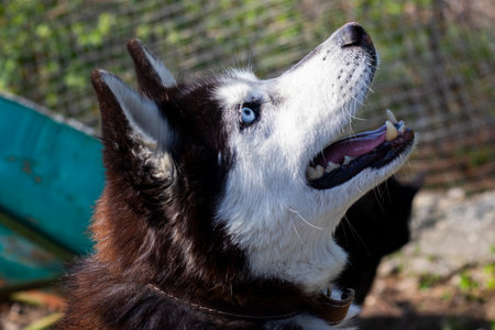husky dog portrait in yardの写真素材