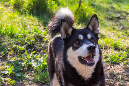 husky dog portrait in yardの写真素材