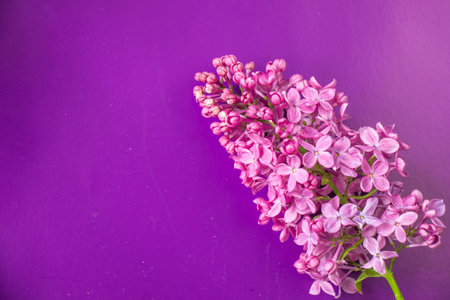 Lilac on the purple backgroundの写真素材