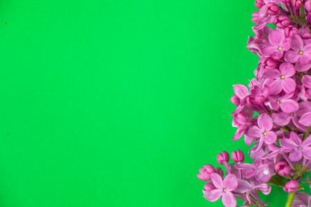 Lilac on the green backgroundの写真素材