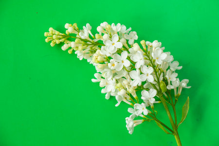 Lilac on the green backgroundの写真素材