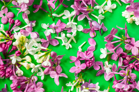 Lilac on the green backgroundの写真素材