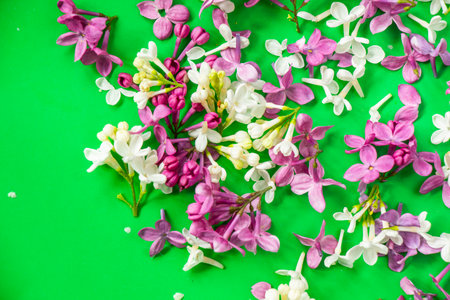 Lilac on the green background