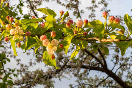 Georgian Jonjoli Plant in Bloom, Bladdernutの写真素材