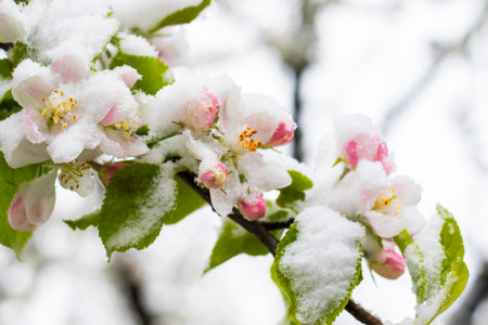 spring theme photo, blossom tree and snowの写真素材