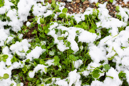 Snow and grass in Aprilの写真素材